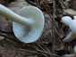 Elefántcsont-csigagomba (Hygrophorus eburneus), Őrség